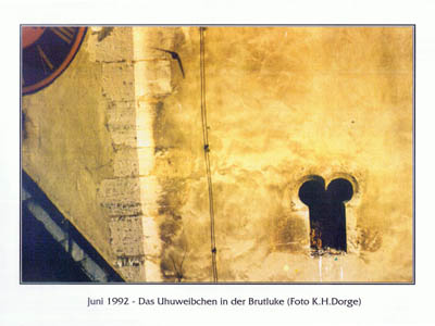tl_files/Fotos/Allgemein/Kaiserdom-Uhus/Das-Uhuweibchen-in-der-Brutluke-Foto-K-H-Dorge.jpg