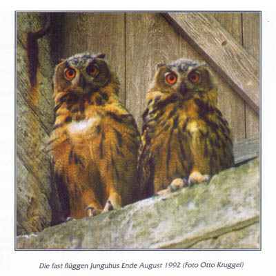 tl_files/Fotos/Allgemein/Kaiserdom-Uhus/Die-fast-flueggen-Junguhus-Foto-O-Kruggel.jpg