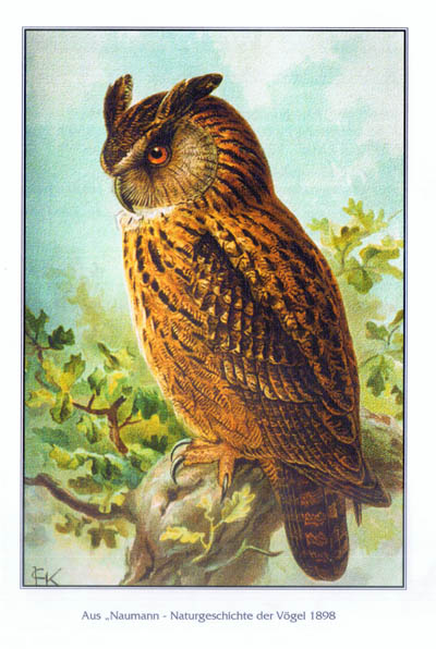 tl_files/Fotos/Allgemein/Kaiserdom-Uhus/Uhu-aus-Naumann-Naturgeschichte-1898.jpg