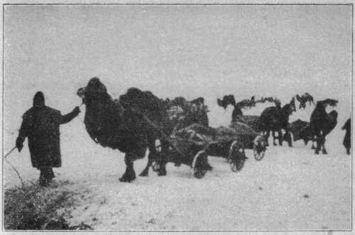 tl_files/Fotos/Fridtjof-Nansen/Auch-die-Retter-der-Wueste-erliegen-der-Not-1.jpg