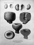 Otto-Griepenkerl-Versteinerungen-Tafel-II-small