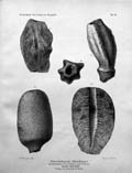 Otto-Griepenkerl-Versteinerungen-Tafel-III-small