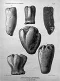Otto-Griepenkerl-Versteinerungen-Tafel-IV-small