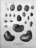Otto-Griepenkerl-Versteinerungen-Tafel-VII-small