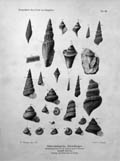 Otto-Griepenkerl-Versteinerungen-Tafel-VIII-small