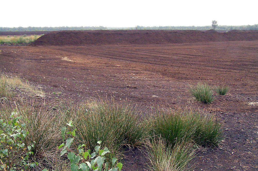 tl_files/Fotos/Geologie_Klages/Im-Grossen-Moor-bei-Gifhorn-IMG0048.jpg