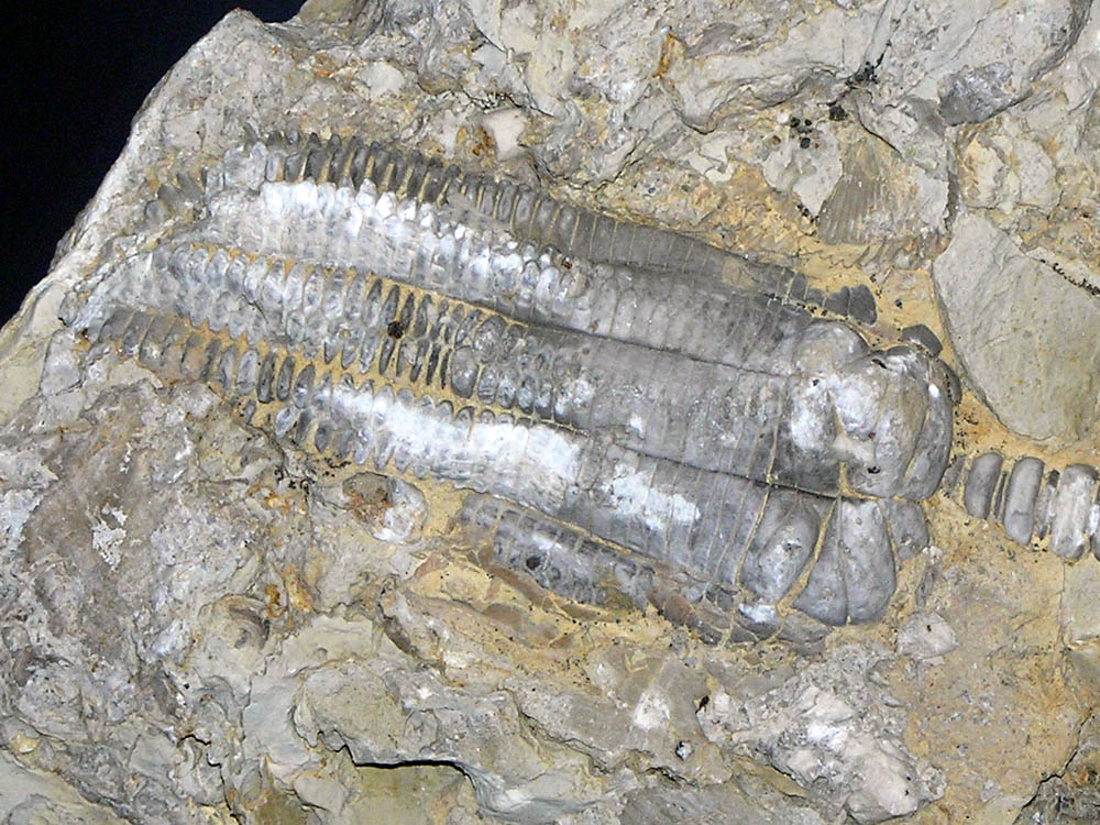tl_files/Fotos/Geologie_Klages/Staedisches-Museum-Schloss-Salder-Seelilie-Encrinus-liliiformis-Salzgitter-IMG-P1290024.jpg
