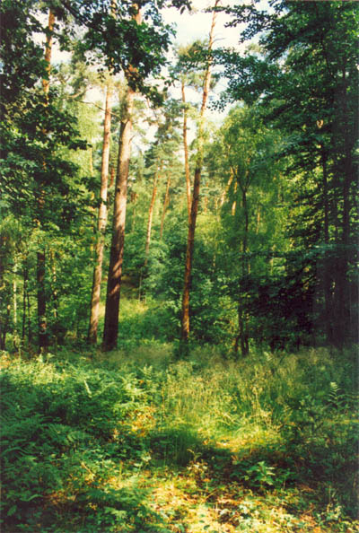 tl_files/Fotos/Pflanzenwelt/Wanderung_5.jpg