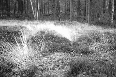 tl_files/Fotos/Pflanzenwelt/wanderung_3.jpg